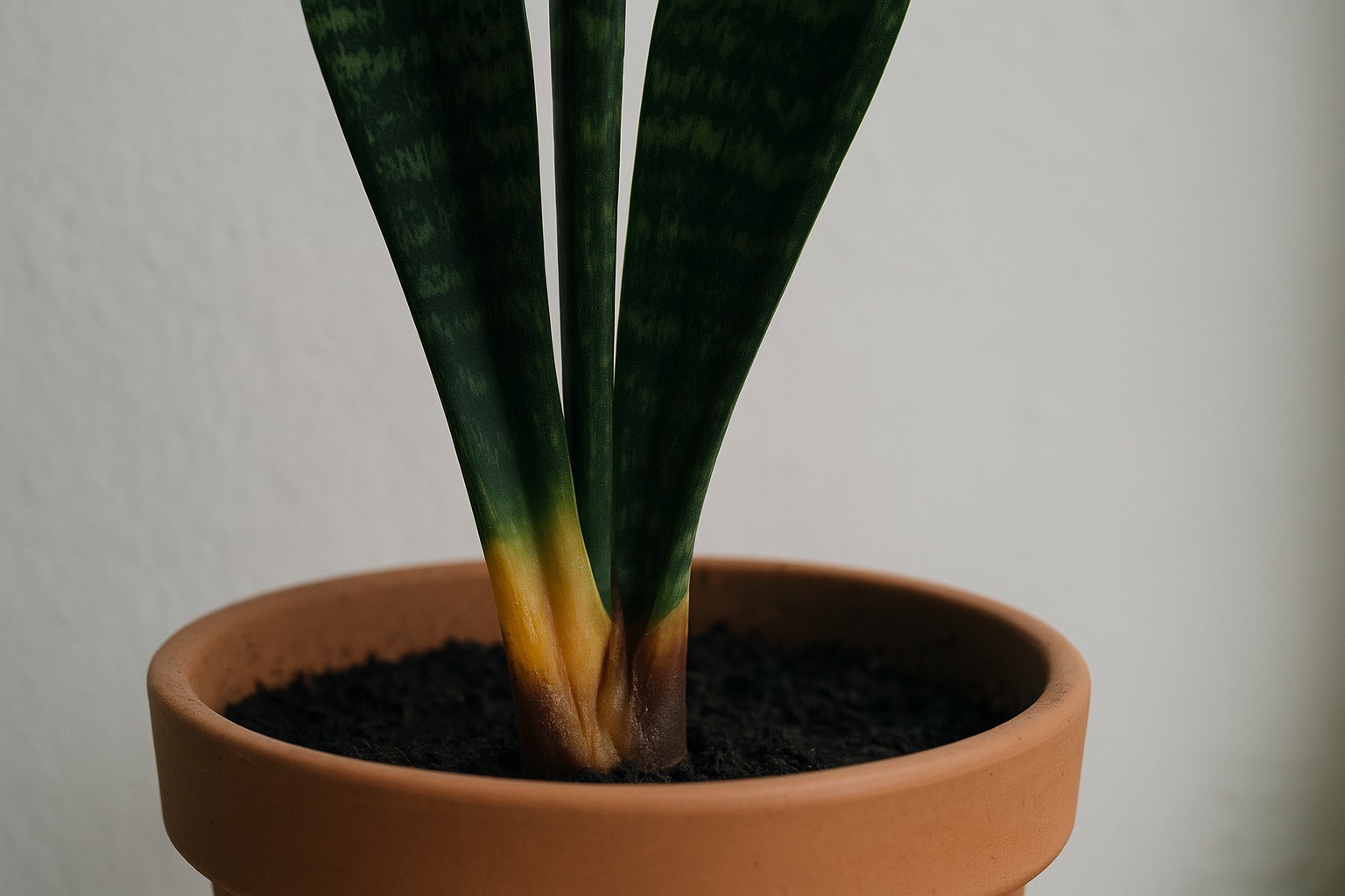 Base of a snake plant with the lowest section of the leaves yellowed and browning where they meet the soil
