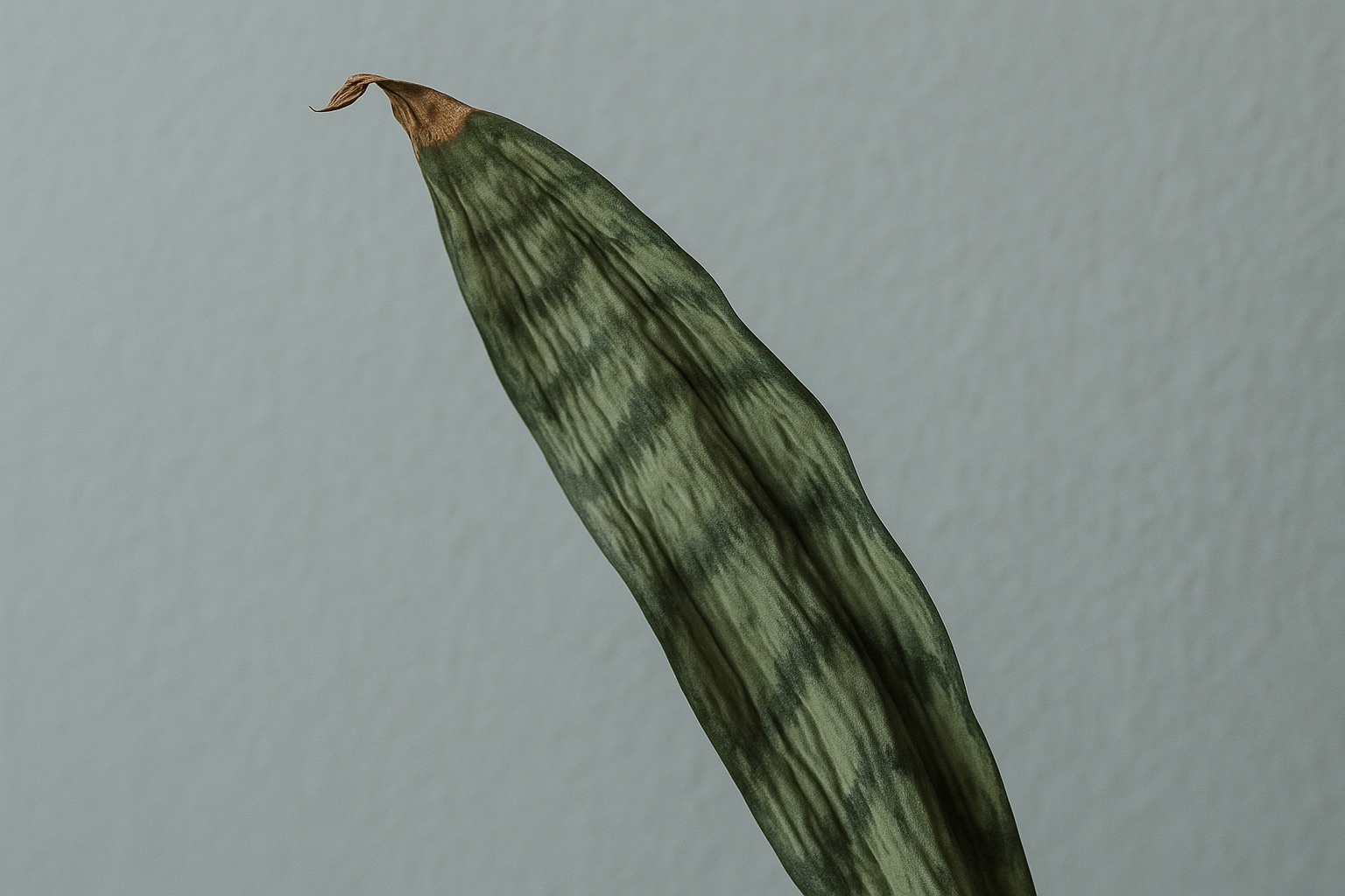 A snake plant leaf creased lengthwise with a dry brown papery tip